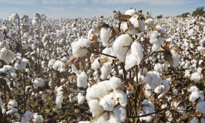  Looming Cotton