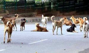 Stray Dogs