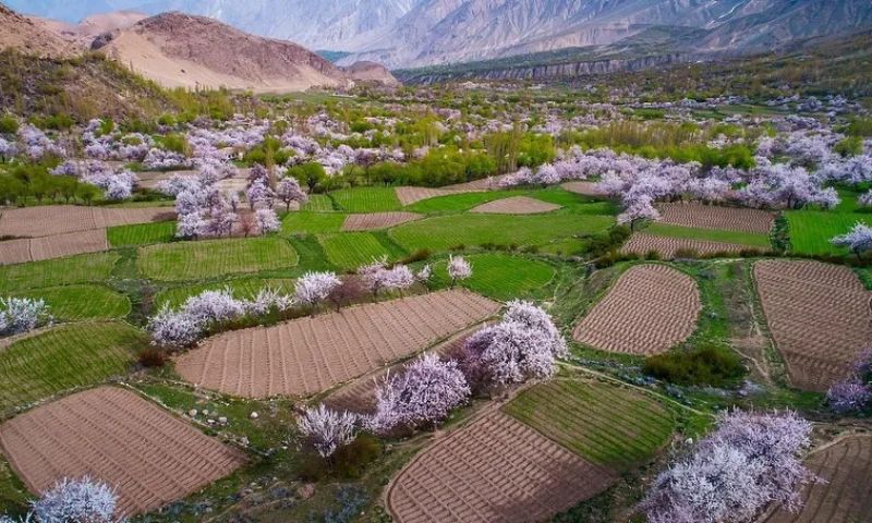 Apricot blossom trees are seen blooming in Choundha area of Skardu district of Gilgit-Baltistan province