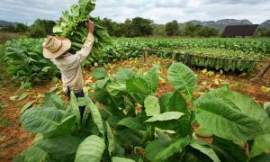 palestinians, tobacco, economy