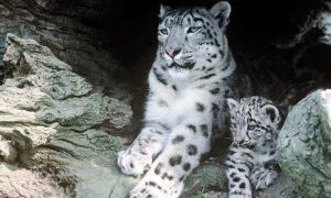 Pakistan, Snow Leapoard, Chitral Gol National Park,