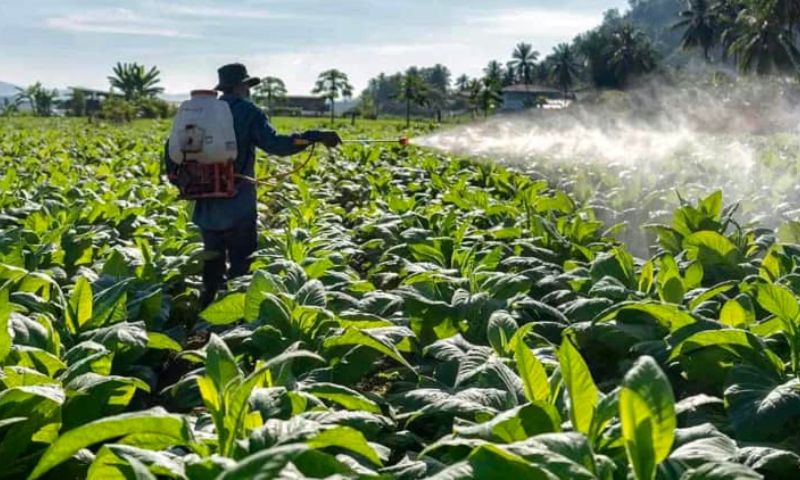 Pesticides, Animals, Plants, Wildlife, UN, Biodiversity, University, Study