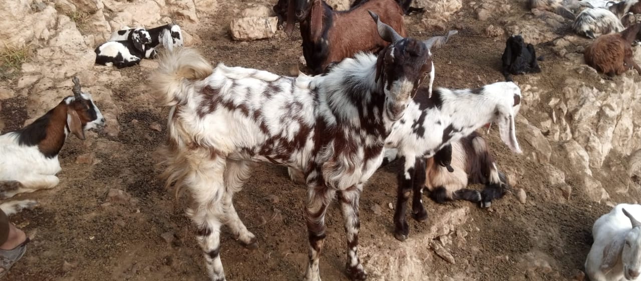 goats