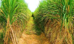 Sugarcane