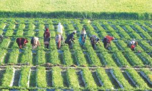 Pakistan, Agriculture, Artificial Intelligence, AI, Farming, IoT, Water, Technology, Economic
