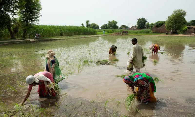 women agriculture