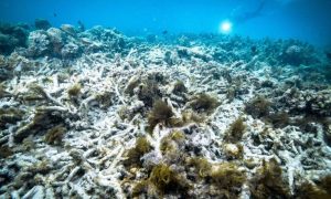 Coral Bleaching