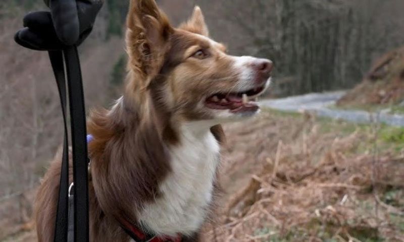 Search and Rescue: French Civil Protection Dogs Go on Training Trips