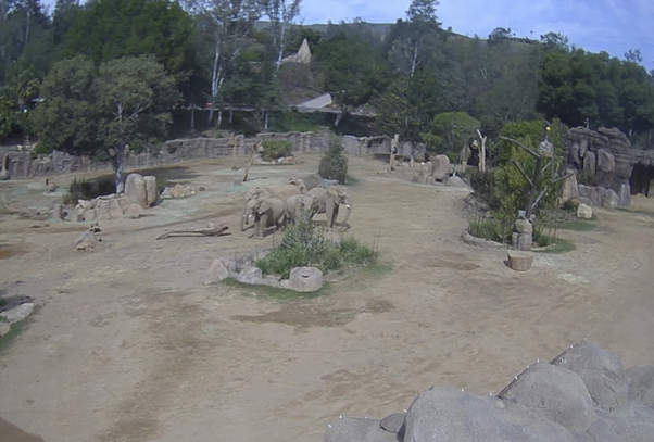 Elephants