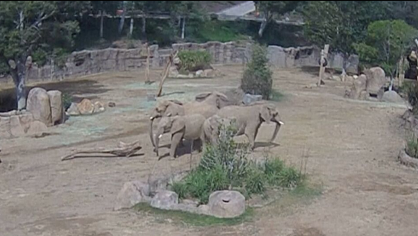 Elephants
