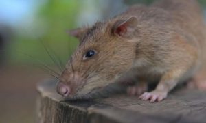 Rat