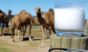 Pakistan, Camel Milk Powder, China, TUO ZHONG TUO Biotechnology Limited Company