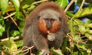 The Race to Save the Amazon's Bushy-bearded Monkeys Brazil