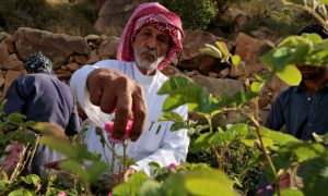 Saudi Arabia, Rose, Taif, Grand Mosque, Kaaba,