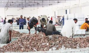 Pakistan, Seafood, EU, European Union,