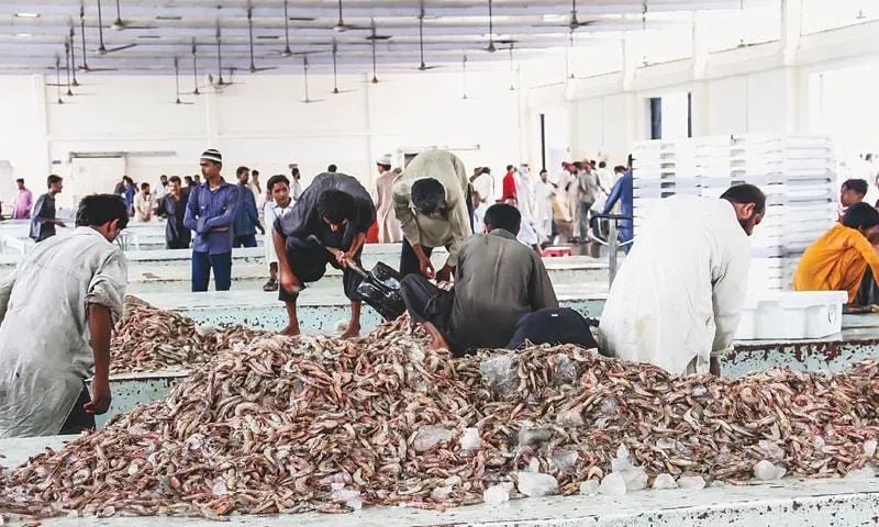 Pakistan, Seafood, EU, European Union,