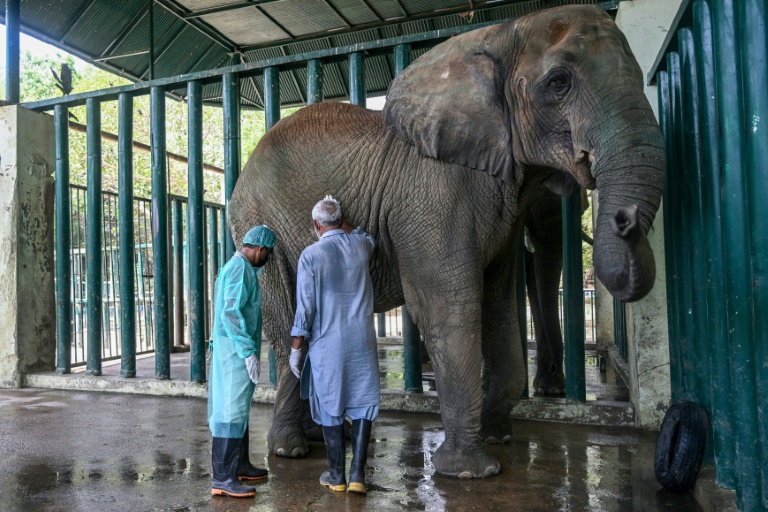 Elephant