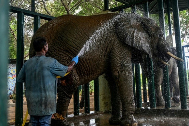 Elephant