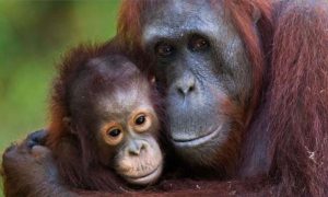 Baby Orangutan Born At Indonesia Conservation Centre