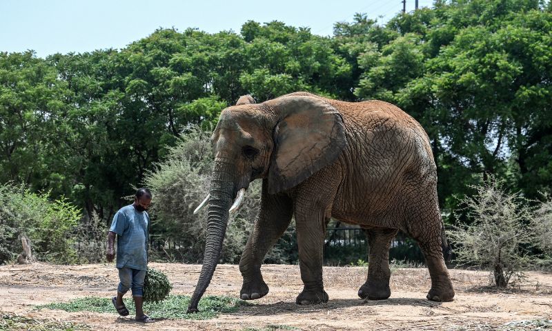 Elephant