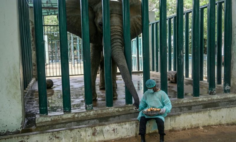 Elephant