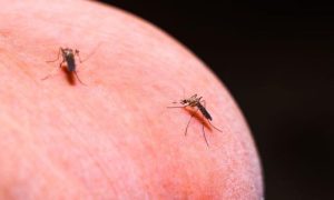 Mosquitoes