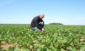 'Less Aggressive' Farming: Beet Grower Uses Scent-based Repellents to Reduce Pesticide use