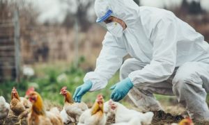 H5N1 Bird Flu, Bird Flu, Pandemic, Scientists, United States, US, Canada,