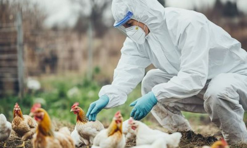 H5N1 Bird Flu, Bird Flu, Pandemic, Scientists, United States, US, Canada,