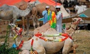 Eidul Adha, Eid, Pakistan, Moon, Celebration, Sacrificial Animals
