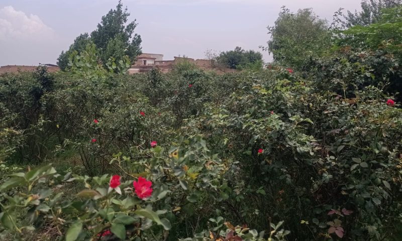 flower 01