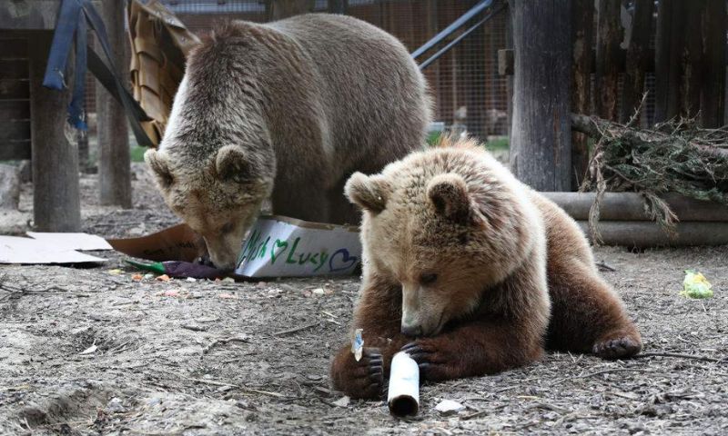 Bears Escape from Enclosure at UK Wildlife Park and Consume Week's Worth of Honey