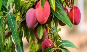 Miyazaki Mango, Pakistan, Mango, Chaunsa, Langra, Dasheri, Anwar Rathore, Karachi, Japan