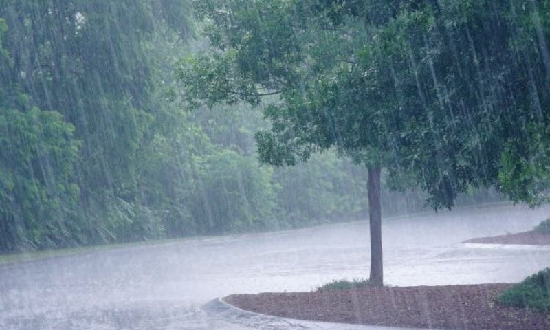 Rain Prediction