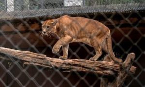 Brazil is home to the greatest diversity of wild cats in the world, with nine documented species. All of them are endangered due to human activity — particularly unchecked urban sprawl. At this sanctuary in Brazil's most populous state of Sao Paulo, animals including pumas and jaguars are protected and mended from the risks of being hit by cars, electrocuted, poisoned, trapped, or shot by poachers.