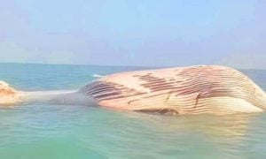 Pakistan, Balochistan, Blue Whale, WWF, Gwatar Bay,