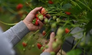 UK's Sunniest Spring Yields Bigger, Sweeter Strawberries