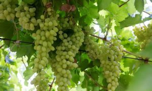 Tabuk Region, Saudi Arabia, Grape, Kingdom,