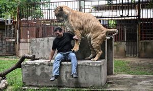 Thailand's pet lion problem sparks concern amongst conservationists