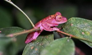 'Frogging' Takes Off in Borneo's Rainforest