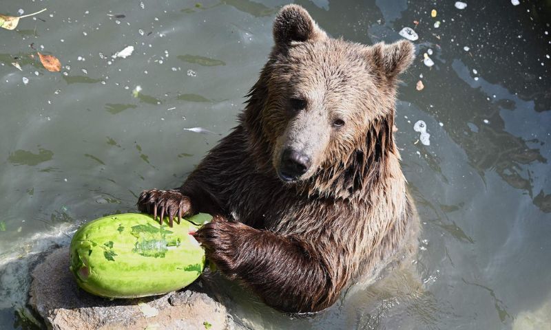 Animals Enjoy Frozen Food at Rome Zoo Amid High Temperatures