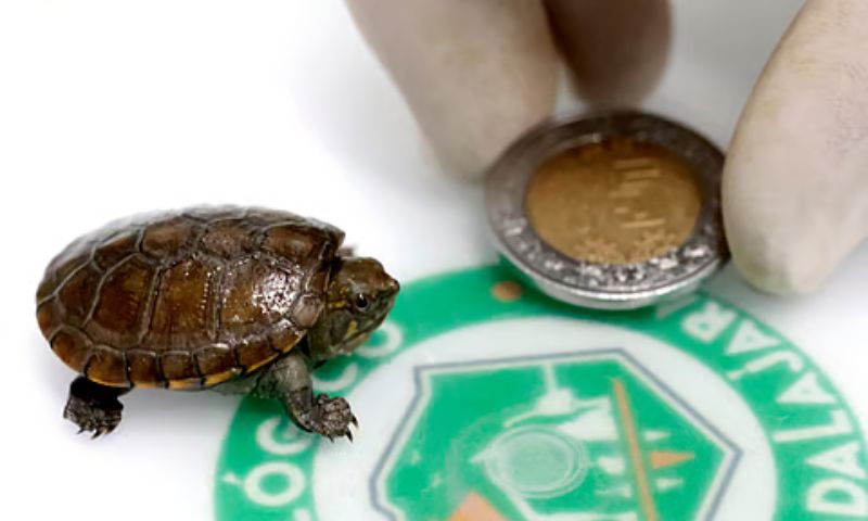 Endangered Vallarta Mud Turtle Born in Mexican Zoo