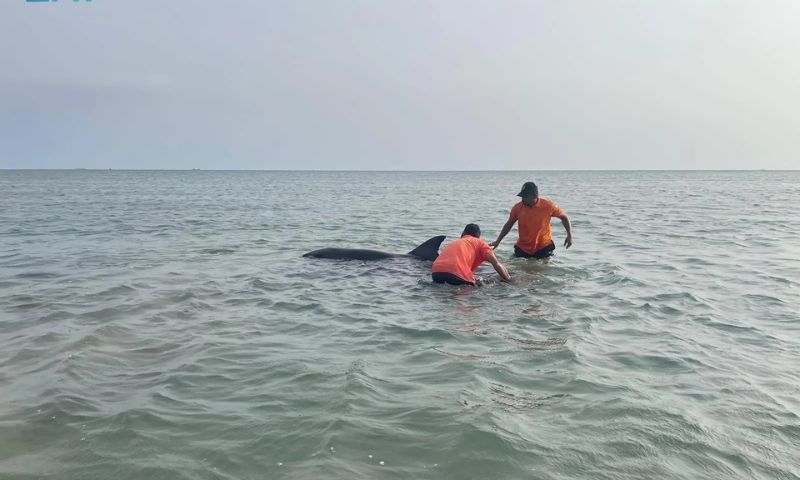 Saudi Arabia, Dolphin, Saudi Border Guard,