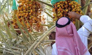Saudi Arabia, Dates, NCPD, AI, Kingdom,