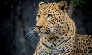 Leopard