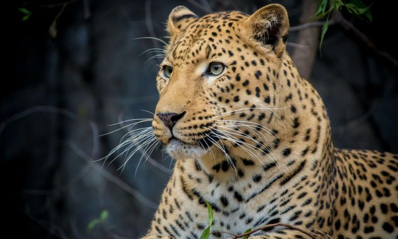 Leopard