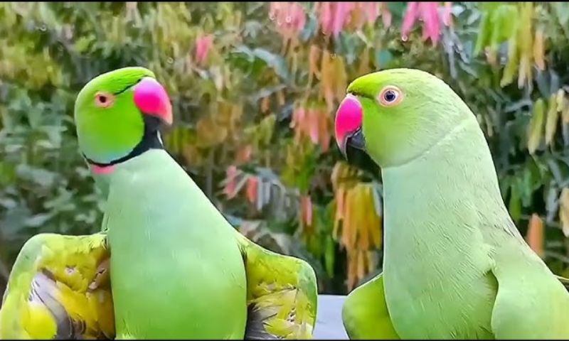 Punjab