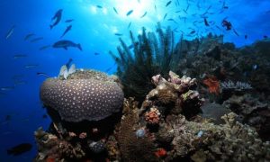 Seabeds and oceans around the world