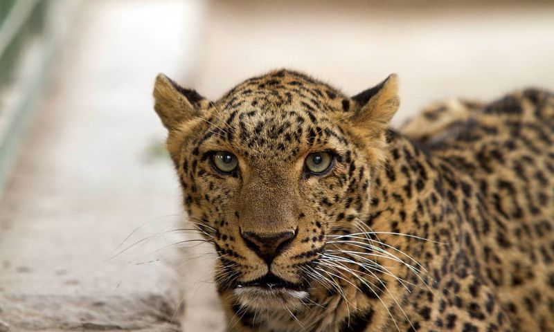 Pakistan, Leopard, Wildlife Department,