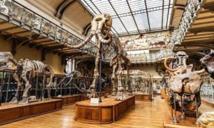 Paris Museum, National Natural History Museum, French, Gold,
